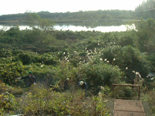 みなと公園上流除草