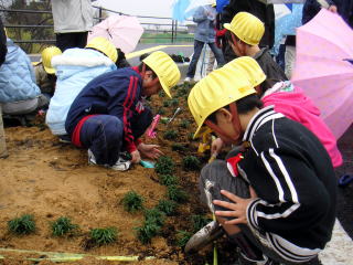 柳津小学校 総合学習活動